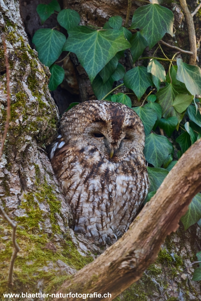Waldkauz (Strix aluco) &copy; Sandra Bl&auml;ttler